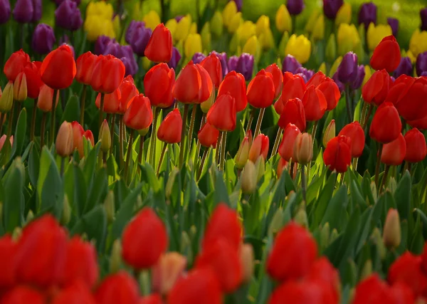 Bahar, bahçede çiçek açan laleler