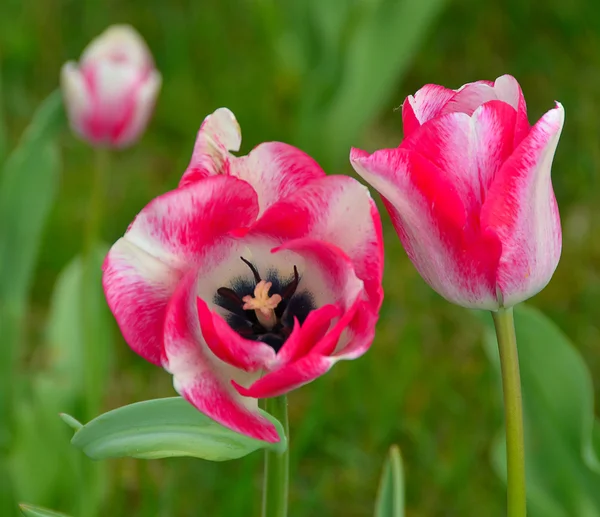 Kvetoucí tulipány v zahradě na jaro — Stock fotografie