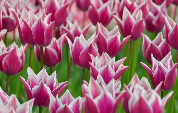 La floraison des tulipes dans le jardin au printemps — Photo