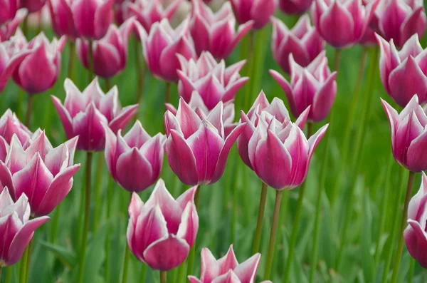 Bahar, bahçede çiçek açan laleler