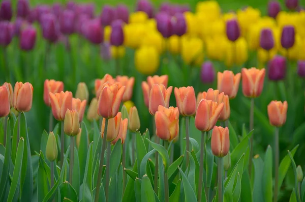 Bahar, bahçede çiçek açan laleler