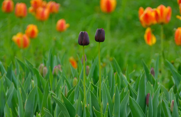 Bahar, bahçede çiçek açan laleler