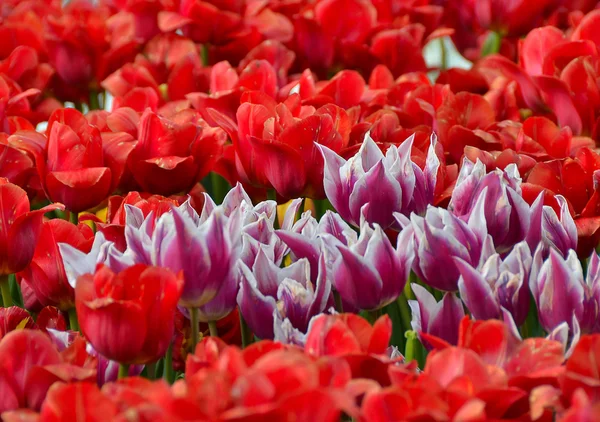 Bahar, bahçede çiçek açan laleler