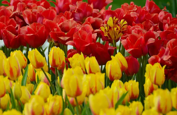 La floraison des tulipes dans le jardin au printemps — Photo