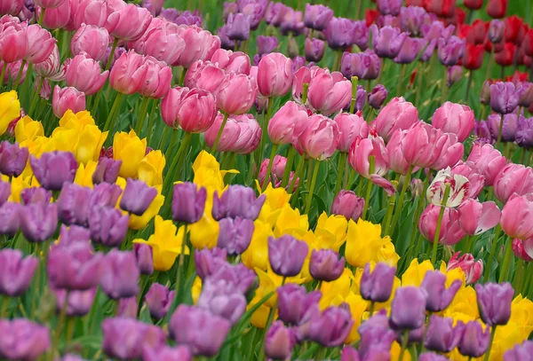 Bahar, bahçede çiçek açan laleler