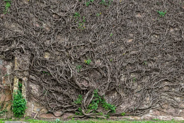 Kahle Äste und Wurzeln einer riesigen Schlingpflanze — Stockfoto