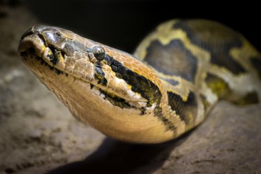 Hint rock python (Python molurus)