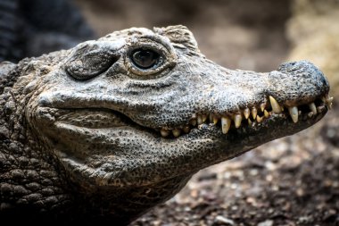 Cüce timsah (Osteolaemus tetraspis)