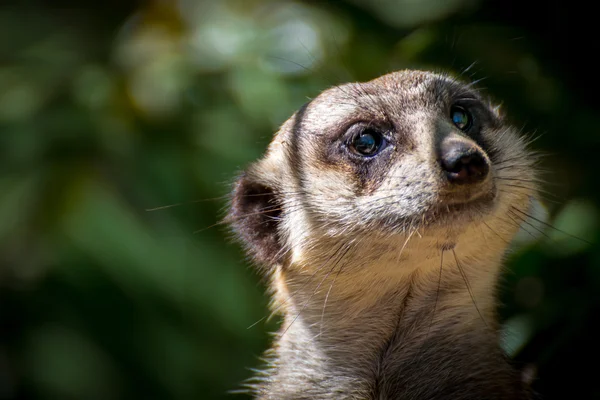 Szef meerkat (Suricata suricatta) — Zdjęcie stockowe