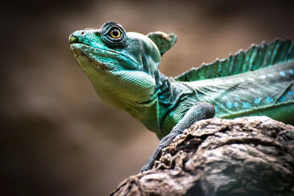 Green basilisk (Basiliscus plumifrons) — Stock Photo, Image