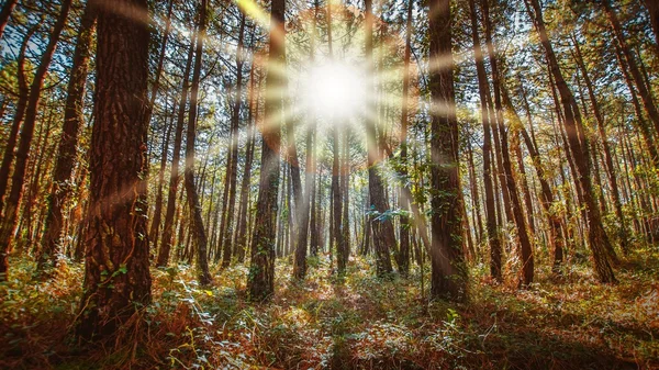 Floresta de pinheiro ao amanhecer — Fotografia de Stock