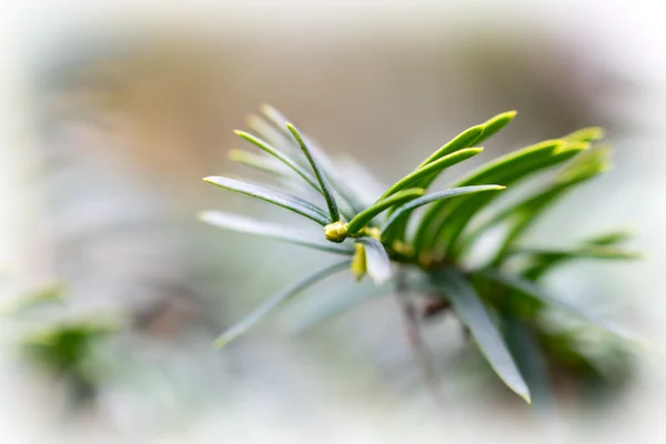 Igła pozostawia wspólne jałowca (Juniperus communis) — Zdjęcie stockowe