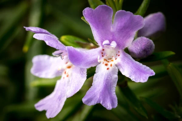 Herdem yeşil sarmaşık (Glechoma hederacea çiçek)