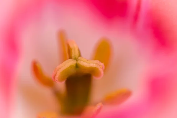 Detalhe macro de pistil de uma flor — Fotografia de Stock