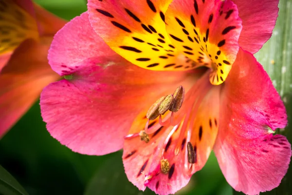 Geel en rood orchidee met uw meeldraden — Stockfoto