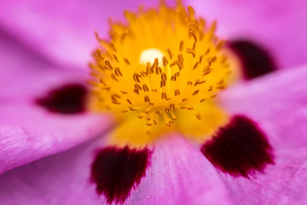 Fundo floral com espaço para texto — Fotografia de Stock