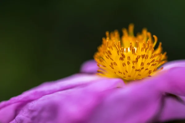 Fundo floral com espaço para texto — Fotografia de Stock