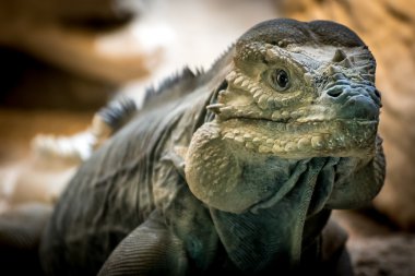 Gergedan iguana veya Goliath Dragons (Cyclura Cornuta)
