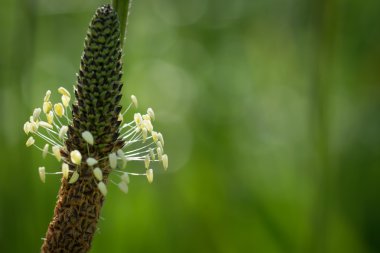 Dar yapraklı sinirli ot çiçek çiçek arka plan olarak