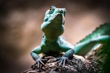 Yeşil Basilisk (Basiliscus plumifrons)
