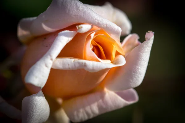 Rosa rosa meio aberto — Fotografia de Stock