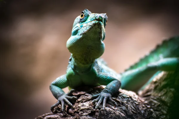 Grüner basilisk (basiliscus plumifrons)) Stockbild