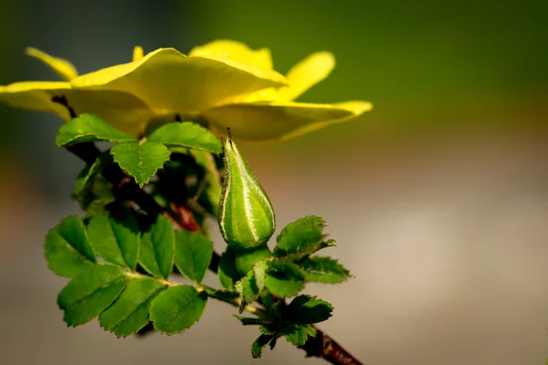 Κίτρινο τριαντάφυλλο και κλειστό μπουμπούκι — Φωτογραφία Αρχείου