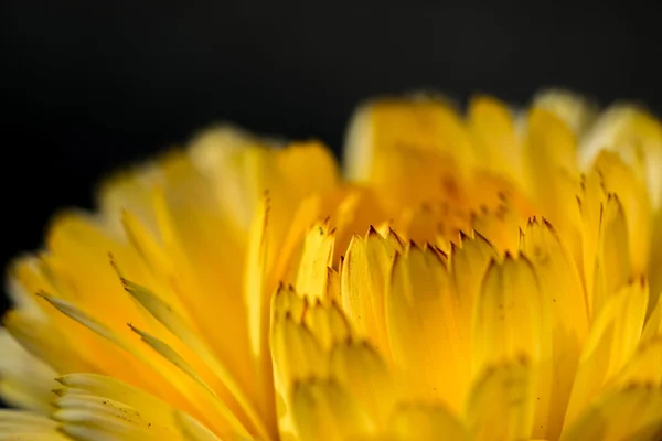 Macro de pétales de fleurs jaunes — Photo