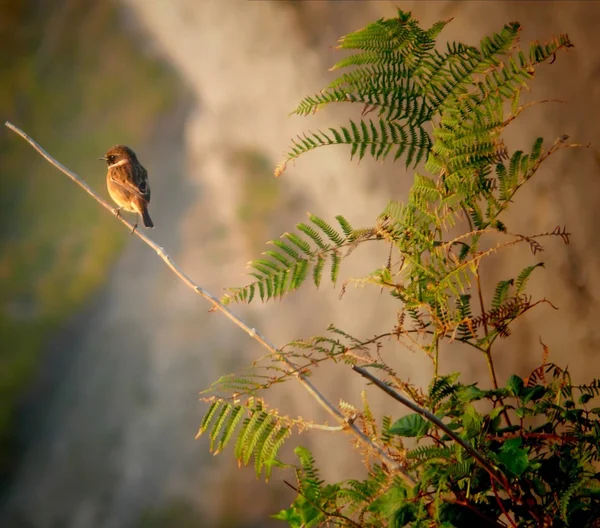 Eurasian Tree Sparrow (passer montanus) over branch — Stock Photo, Image