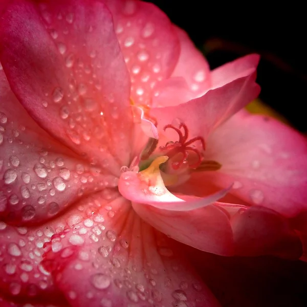 Geranium and dew — Stock Photo, Image