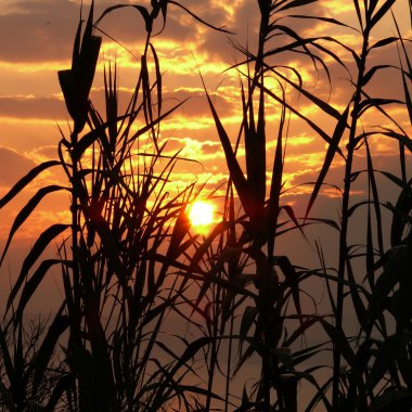 Bitkiler arasında yeni gündoğumu