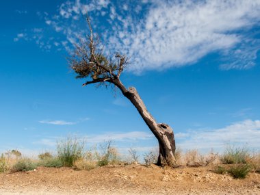 ölü ve çıplak ağaç