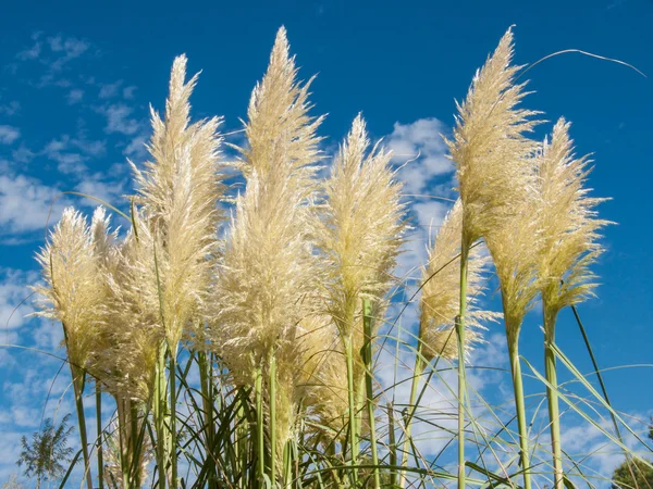 Pampas grass and blue sky — Stock Photo, Image