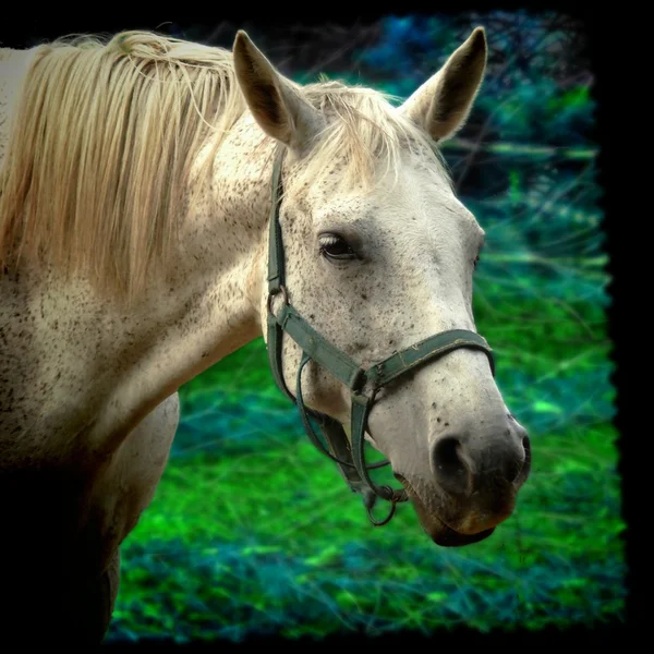 Granja caballo blanco — Foto de Stock