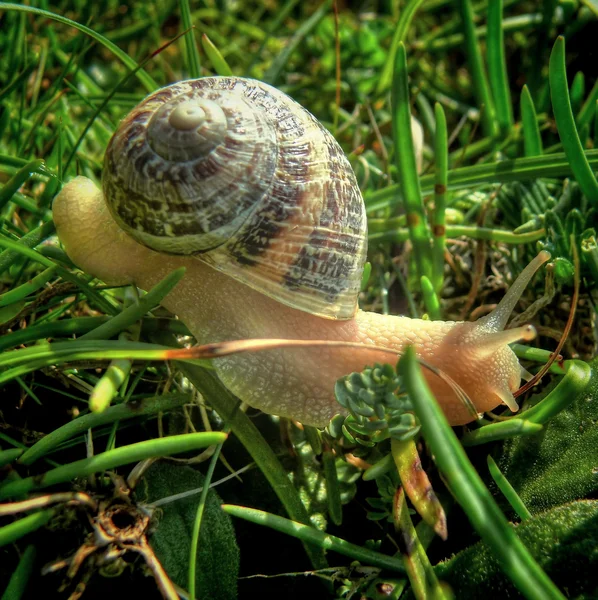 Snail — Stock Photo, Image