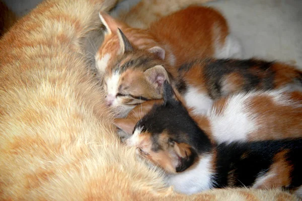 Litter of three cats sucking — Stock Photo, Image