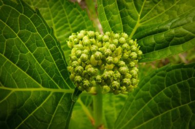 bir bitkinin tomurcukları