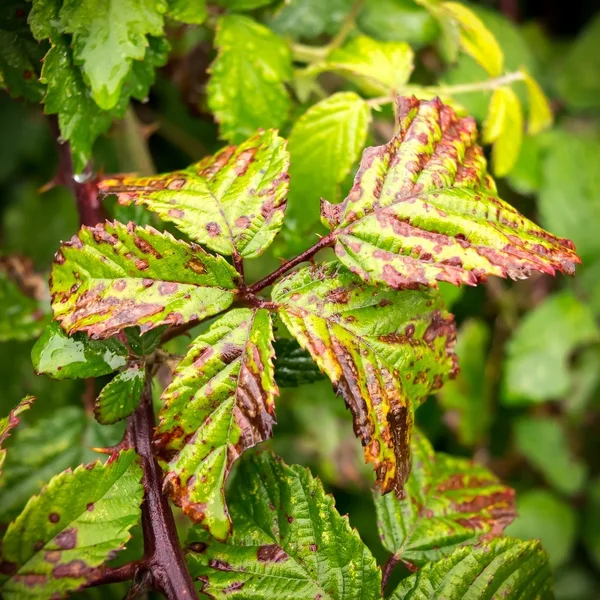 Colores de otoño, verde — Foto de Stock