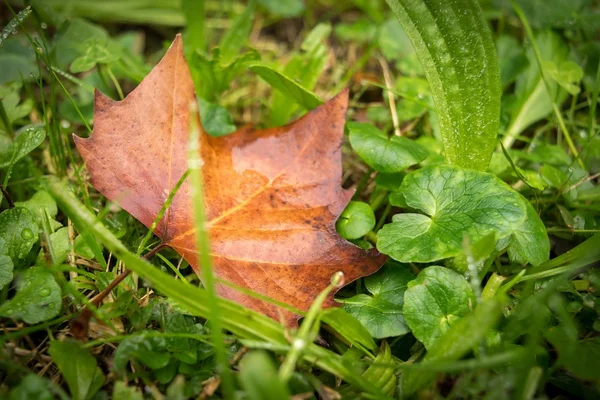 Fall colors, brown and green — Stock Photo, Image