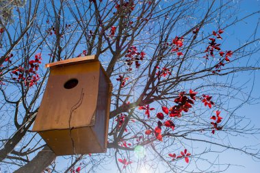 Küçük kuş yuva ev