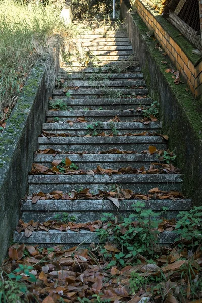 Escalier avec litière de feuilles — Photo