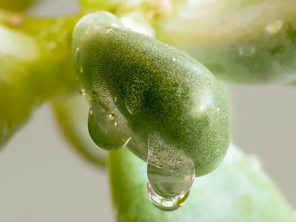 Detalhe de uma folha de Sedum com uma gota de água — Fotografia de Stock