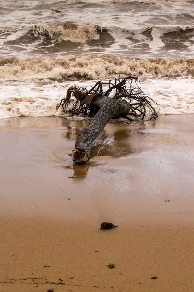 Il tronco d'albero è morto su una spiaggia — Foto Stock