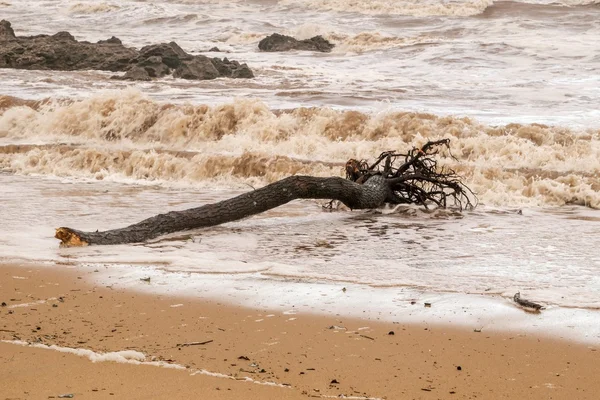 Il tronco d'albero è morto su una spiaggia — Foto Stock