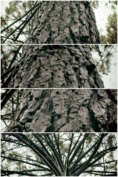 Collage naturaleza, tronco de árbol —  Fotos de Stock