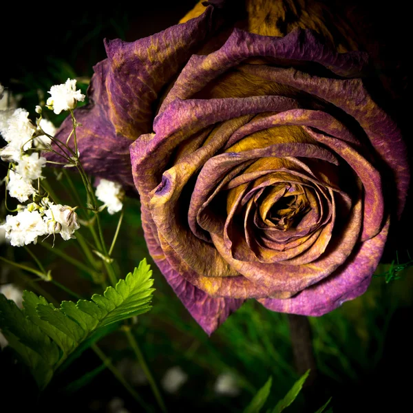 Rosa roja marchita — Foto de Stock