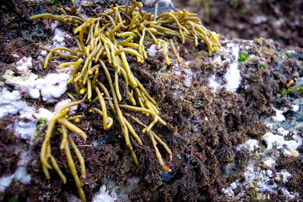 Algas en la costa —  Fotos de Stock