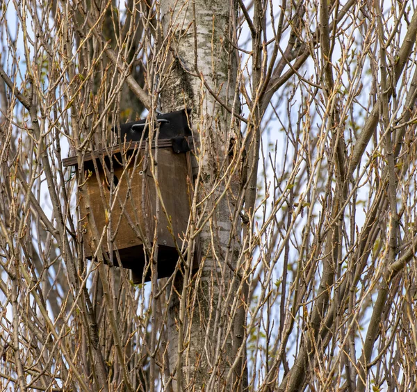 Little bird nest house — Stock Photo, Image