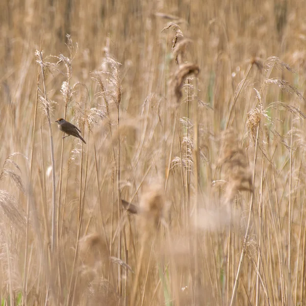 Μικρό πουλί μεταξύ ξηρό cortaderias — Φωτογραφία Αρχείου