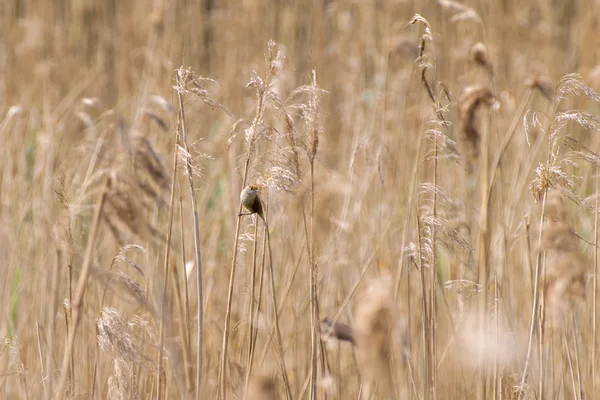 Little bird between dry cortaderias — Stock Photo, Image